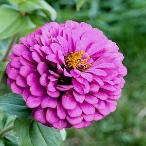 Zinnia Gigantica Lavender Seeds, Zinnia Giant dahlia flowered