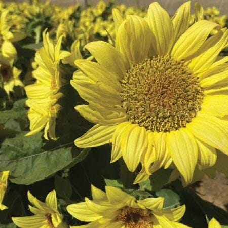 Sunflower Seeds Lemon Pixie New Dwarf Sunflower Seeds