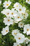 Afternoon White Mix Cosmos Seeds Afternoon White