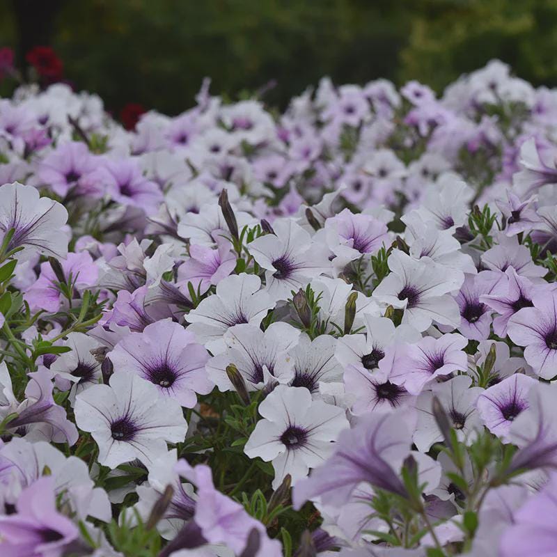 Petunia Tidal Wave Silver Seeds