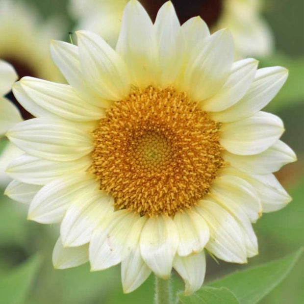 ProCut  White Lite Sunflower Seeds