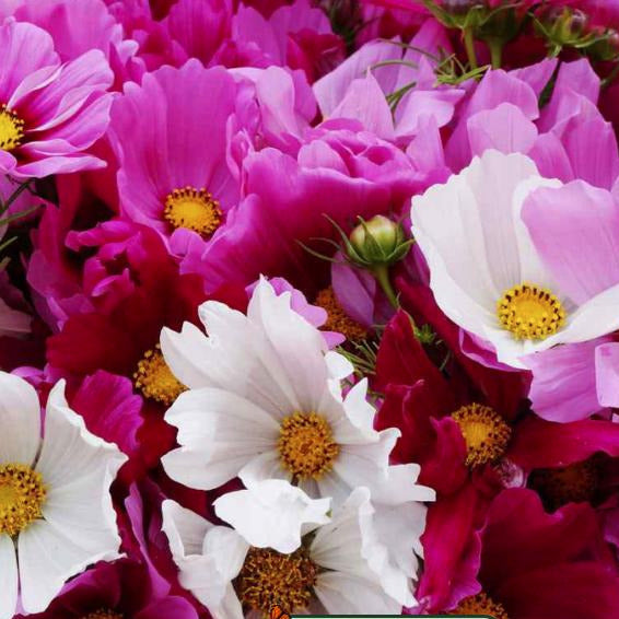 Cosmos Seeds Sensation Mix colors of Pink, White, and Maroon Cosmos Flower Seeds.