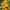 Rudbeckia Maya Flower Seeds