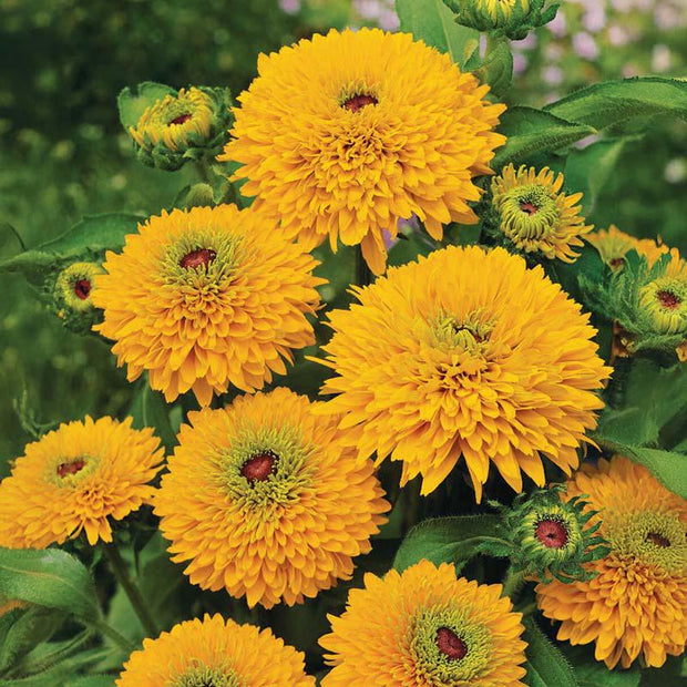 Rudbeckia Maya Flower Seeds