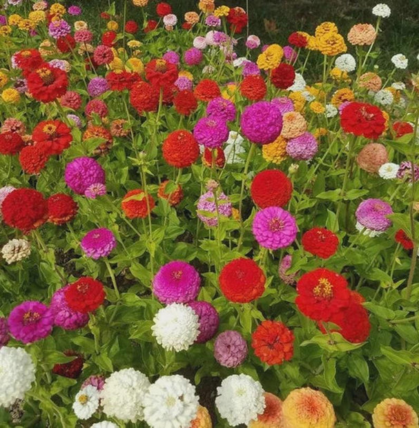 Zinnia, Oklahoma Mix Zinnia Seeds, Zinnia Seed Mix