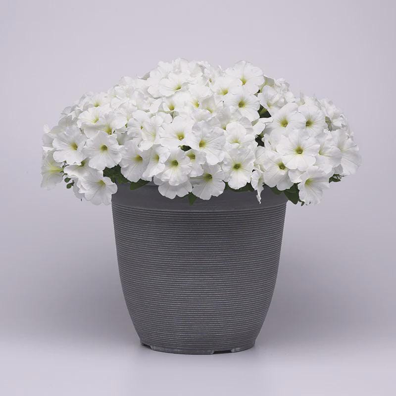 Petunia E3 Easy Wave White Seeds