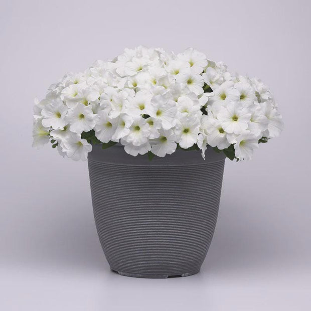 Petunia E3 Easy Wave White Seeds