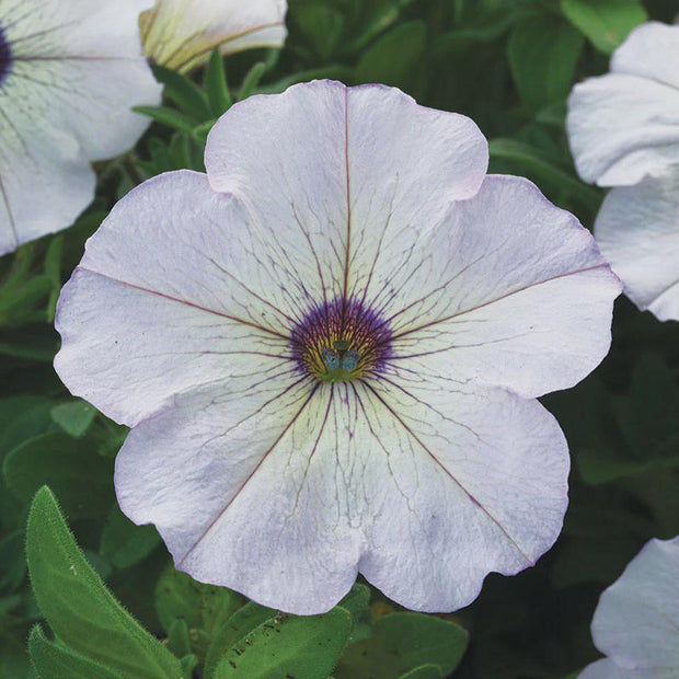 Petunia Trilogy Silver Blotch Seeds