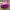 Zinnia Seed Purple Prince Seed
