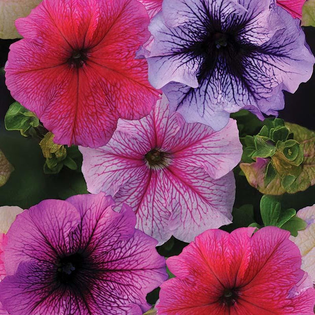 Petunia Daddy Mix Pelleted Seeds