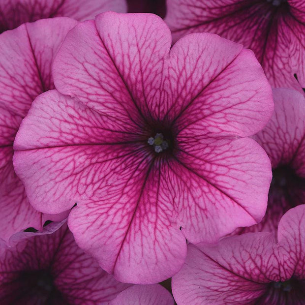 Petunia Easy Wave Pink Passion Seeds