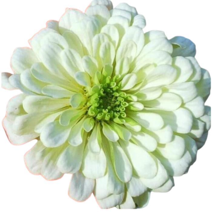 Blueberry Cheesecake Mix, Zinnia Seeds