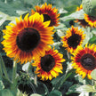 Firecracker Sunflower Seeds Dwarf