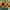 Firecracker Sunflower Seeds Dwarf