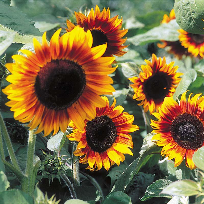 Firecracker Sunflower Seeds Dwarf