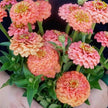 Oklahoma Salmon Zinnia  Seeds
