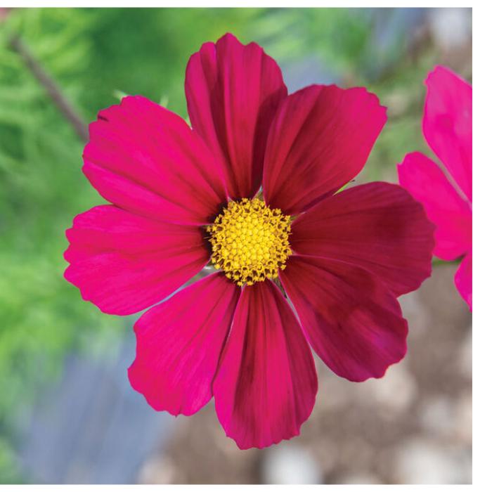 Versailles Red Cosmos Seed