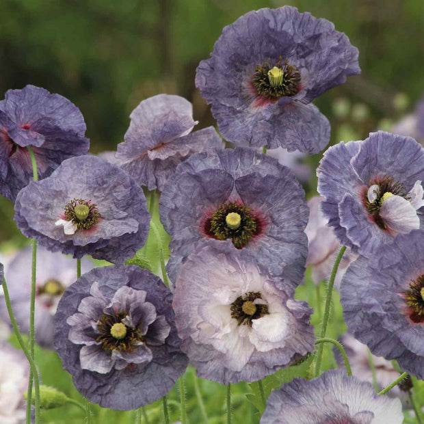 Poppy Seeds Amazing Grey