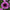 Petunia Daddy Mix Pelleted Seeds