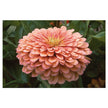 Benary's Giant Salmon Rose Zinnia Seed