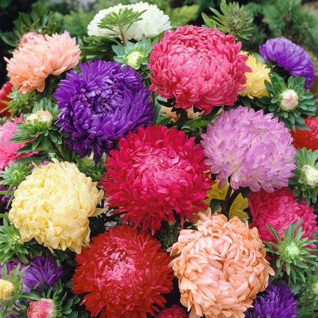 Aster Seeds Sea Star Mix China Aster Seeds