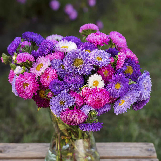Aster Seeds Sea Star Mix China Aster Seeds