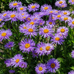 Aster Seeds Alpinus Blue Seed