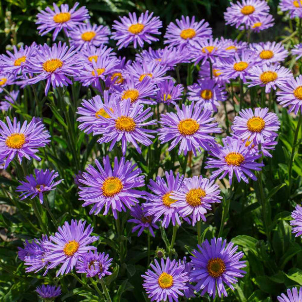 Aster Seeds Alpinus Blue Seed