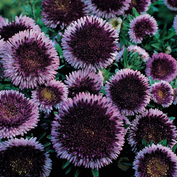 Aster Seeds Pompon Blue Moon Aster Seeds