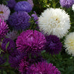 Aster Seeds -Double Gremlin Mix Tall Aster Seeds