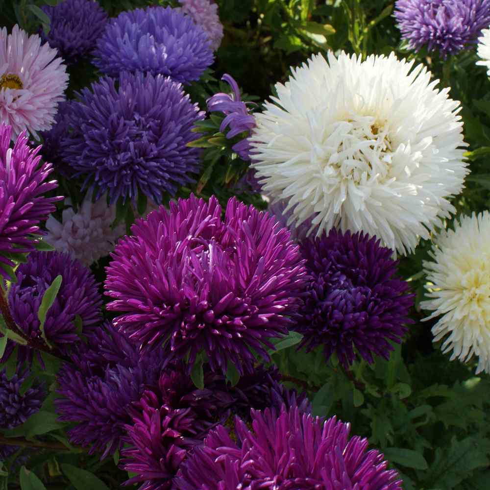 Aster Seeds -Double Gremlin Mix Tall Aster Seeds