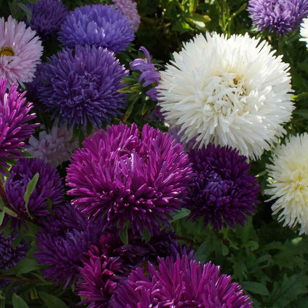 Aster Seeds Double Gremlin Mix China Aster Seeds