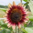 Sunflower Seeds Gypsy Charmer