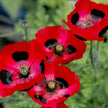 Poppy Seeds Commutatum