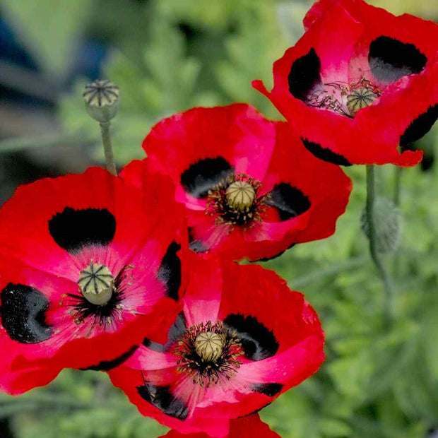 Poppy Seeds Commutatum