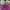 Dahlia Dinner Plate Mix Tubers 9+" Dinner plate siez blooms