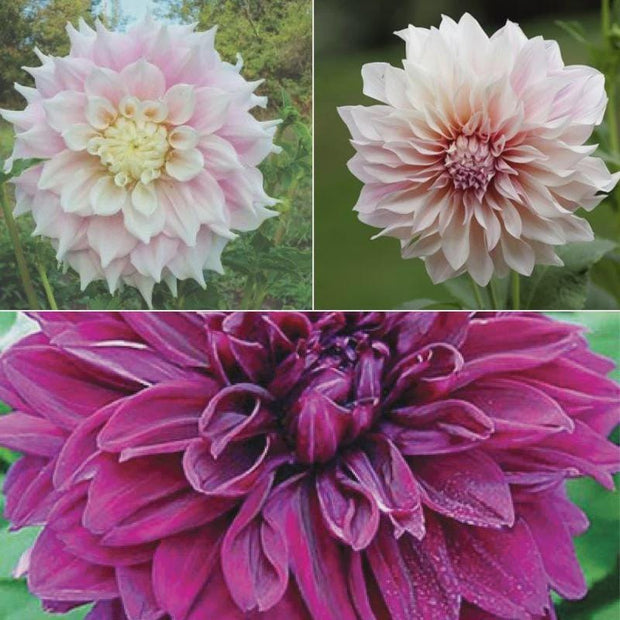 Dahlia Dinner Plate Mix Tubers 9+" Dinner plate siez blooms