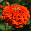 Zinnia Orange King Heirloom Seeds