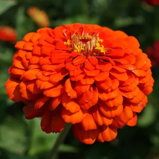 Zinnia Orange King Heirloom Seeds