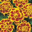 Marigold Durango Bee Seeds