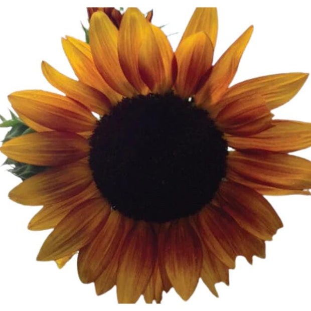 Autumn Beauty Sunflower seeds