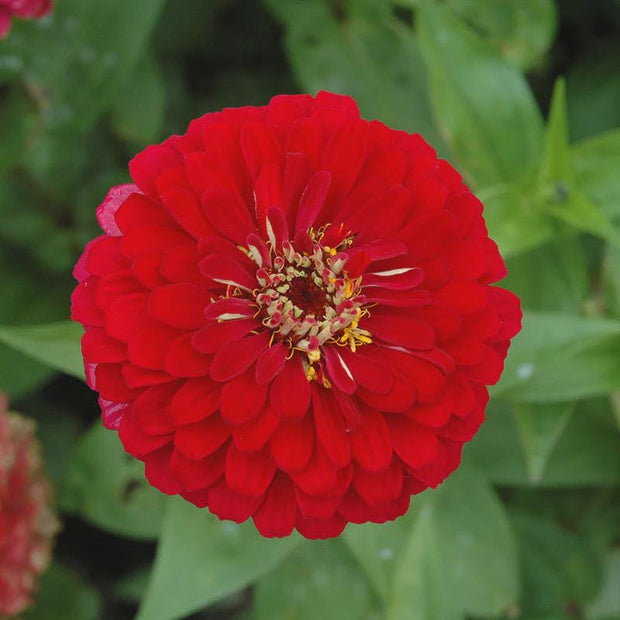Benary's Giant Deep Red Zinnia Seeds