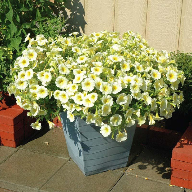 Petunia Easy Wave Yellow Seeds