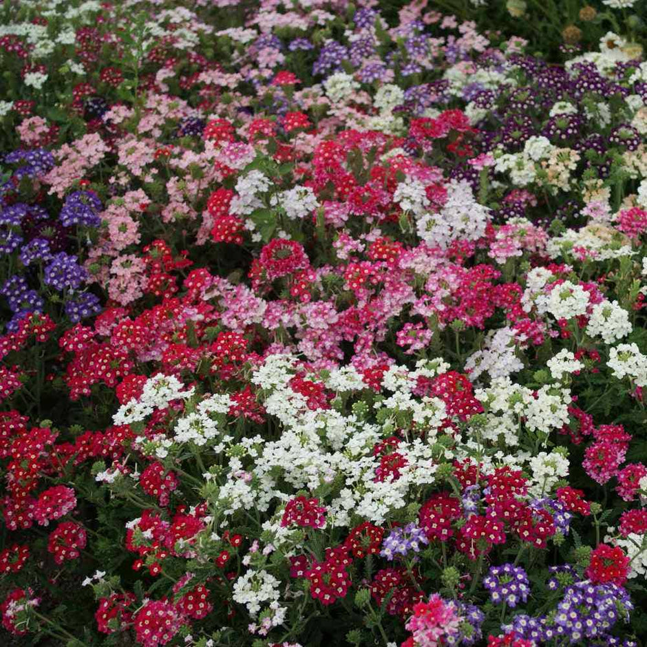 Verbena Seeds  Florist Mix