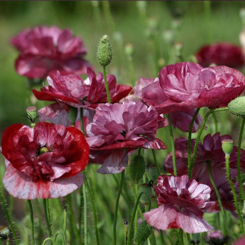 Poppy Seeds Pandora