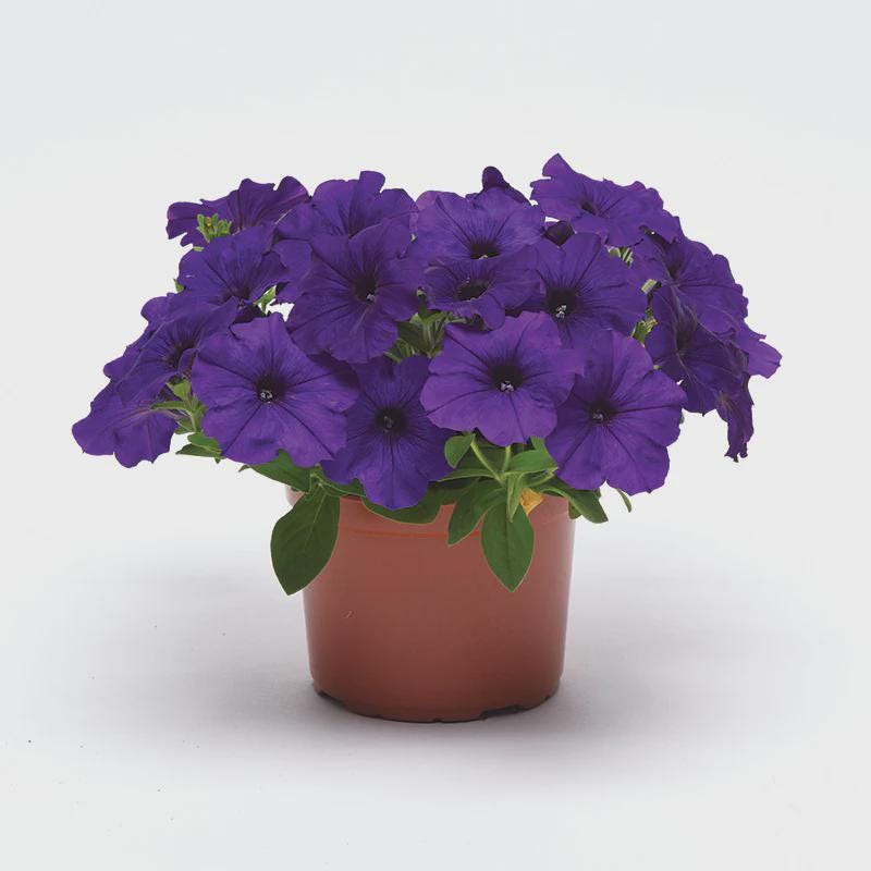 Petunia E3 Easy Wave Blue Seeds