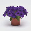 Petunia E3 Easy Wave Blue Seeds