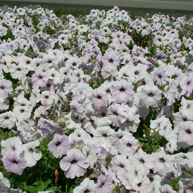 Petunia Easy Wave Silver Seeds