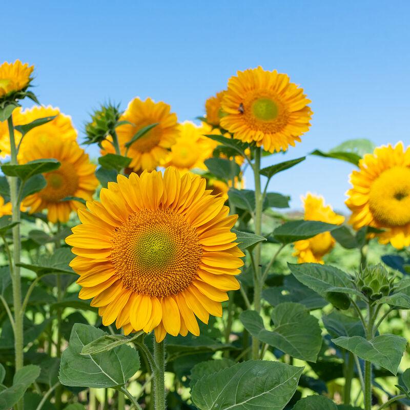Pro Cut Gold Lite Sunflower Seeds