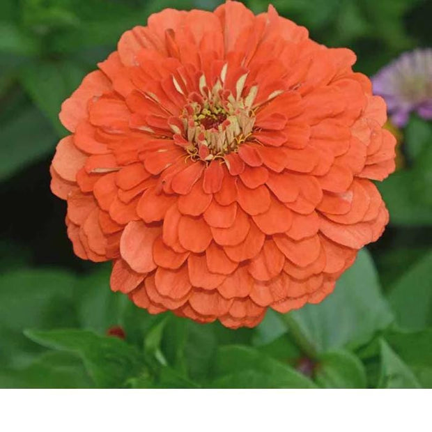 Benary's Giant Salmon Rose Zinnia Seeds,